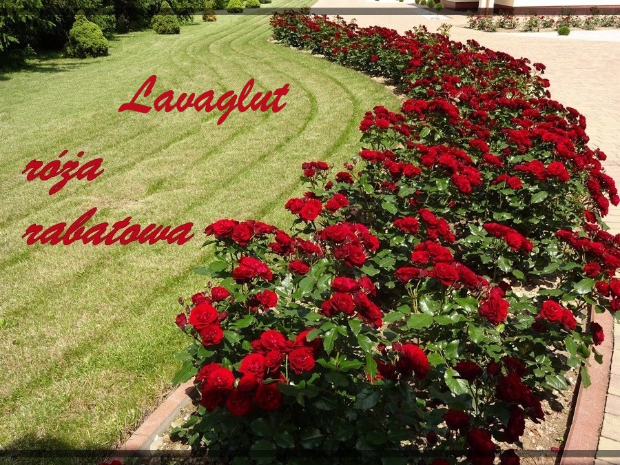 Lavaglut róże rabatowe